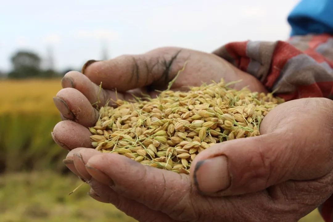 1671000000837072.jpeg 41860fb763a94f5a9b1fd1084c08412d.jpeg